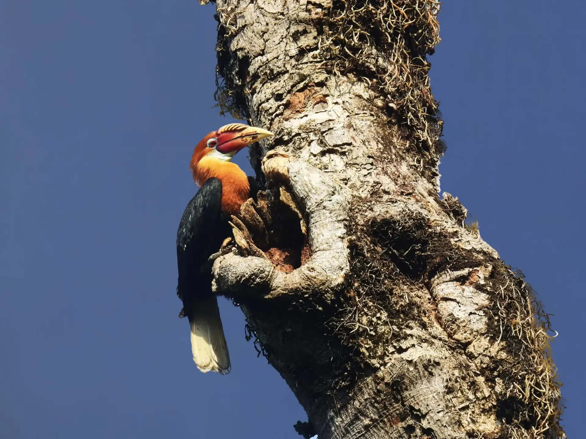 9 hours, one hornbill