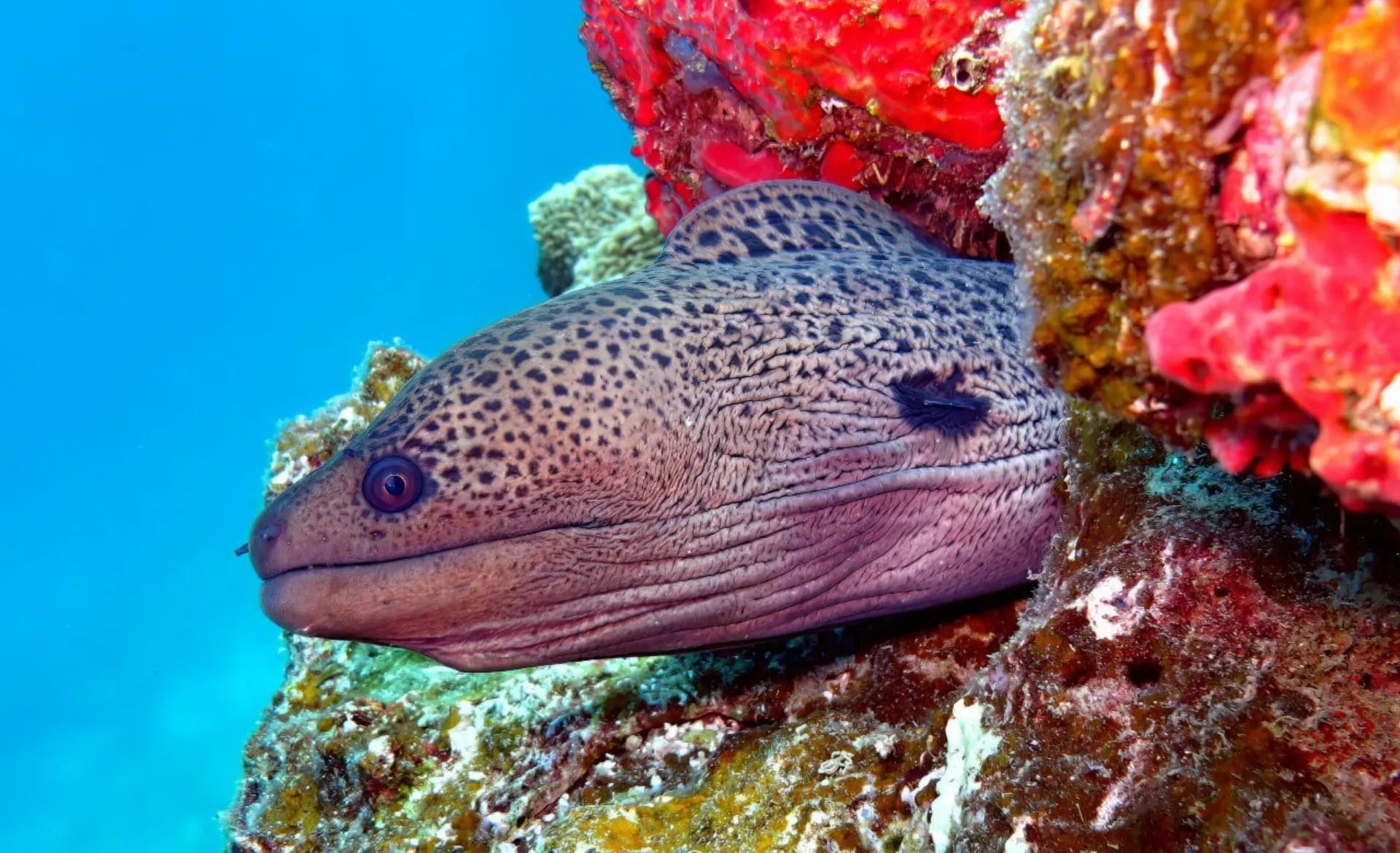Coral reef wildlife